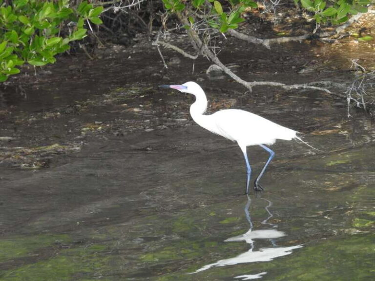 Desde Holbox: SunSea- SUNSET Kayak - What to Expect During the Tour