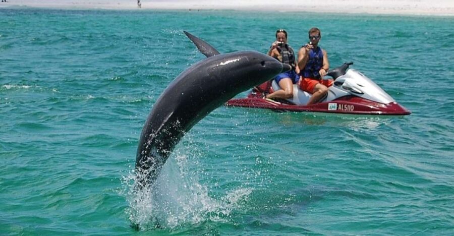 Destin: Crab Island Dolphin Watching Jet Ski Tour - The Price and What You’re Getting