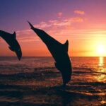 Destin Family Friendly Dolphin Watching Adventure - What You Can Expect