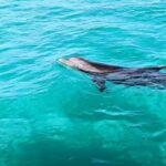 Destin: Public 3 Hour Crab Island and Harbor Tour - Key Points