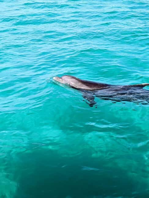 Destin: Public 3 Hour Crab Island and Harbor Tour - Key Points