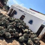 Destino Tequila: Experiencia Premier Privada - The Full Breakdown: What Youll Experience