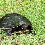 Devil's Swamp - Eco - Walking Tour - Frequently Asked Questions