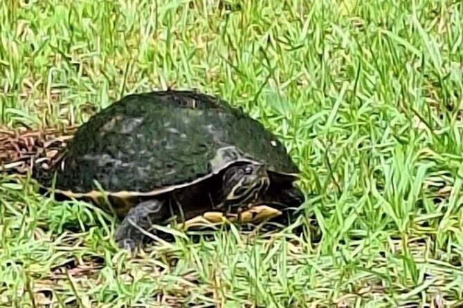 Devil's Swamp - Eco - Walking Tour - Frequently Asked Questions