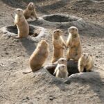 Devil's Tower - Deadwood - Spearfish Canyon Waterfalls + Picnic - What’s Included & How It Works