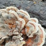 Discover Aurora Illinois Hiking Getaway - The Value of a Guided Foraging Walk