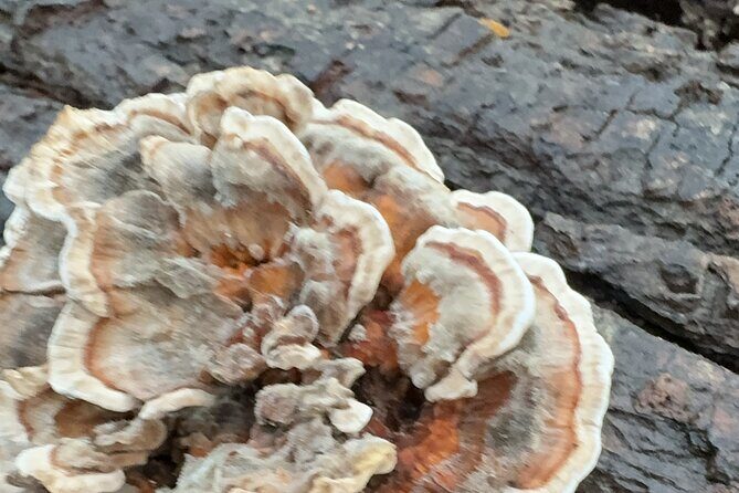 Discover Aurora Illinois Hiking Getaway - The Value of a Guided Foraging Walk