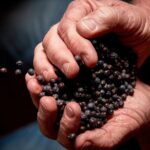 Discover Bellarine Wine, Cider and Craft Beer with Private Bus - The Value of the Tour