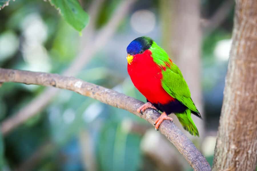 Discover Fijian Culture and Reptiles - The Experience in Detail