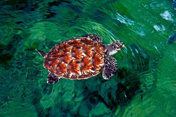 "Discover Fiji's Hidden Gems: Eco Park, Pottery Village & Dunes!" - The Practicalities: What You Need to Know