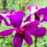 Discover Nadi Tour - What’s Included (And What’s Not)