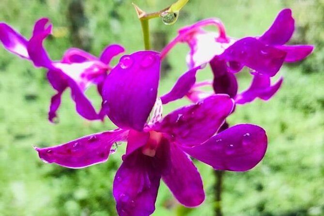 Discover Nadi Tour - What’s Included (And What’s Not)