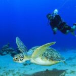 Discover Scuba Diving & Beach Club with Transportation In Riviera Maya - Why the Price Is Justified