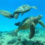 DISCOVER Scuba Diving Experience in Honolulu - What Do You Get? Equipment, Snacks, and More