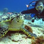 Diving + Muse - The Logistics and Group Size