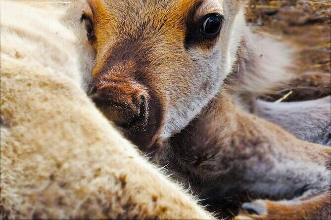Dog Sledding and Animal Encounters Tour from Anchorage - The Experience: What Youll Feel and See