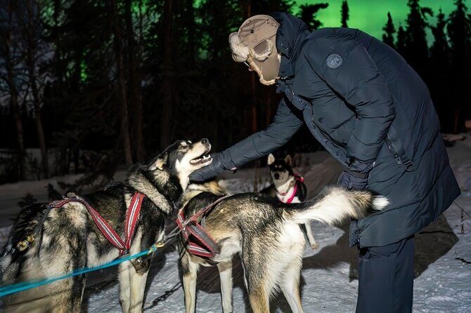 Dog Sledding and Northern Lights Combo Night - Who Is This Tour Best For?