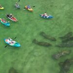 Dolphin and Manatee Adventure Tour of Naples with Florida History - What the Tour Looks Like