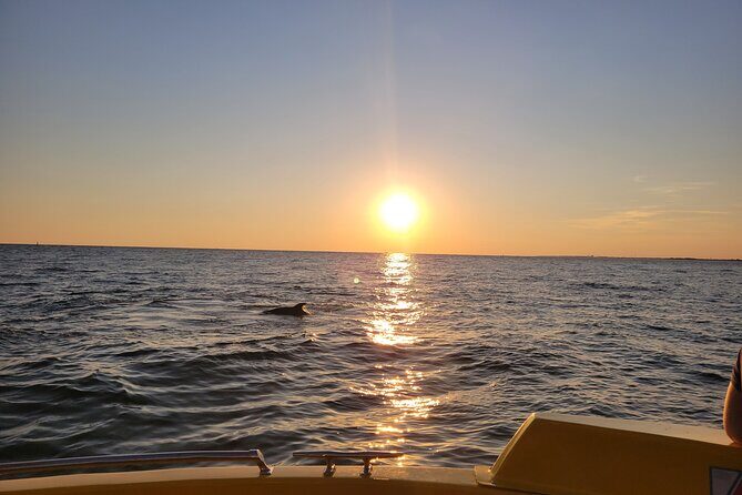 Dolphin and Sunset tour aboard the Hydro Rocket - A Balanced View: Pros and Cons