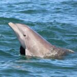 Dolphin and Wildlife Adventure of St. Augustine - Who Will Love This Tour?