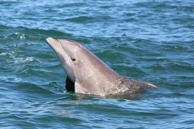 Dolphin and Wildlife Adventure of St. Augustine - Who Will Love This Tour?