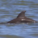 Dolphin and Wildlife Tour at Indian River Shores - The Guide and Equipment