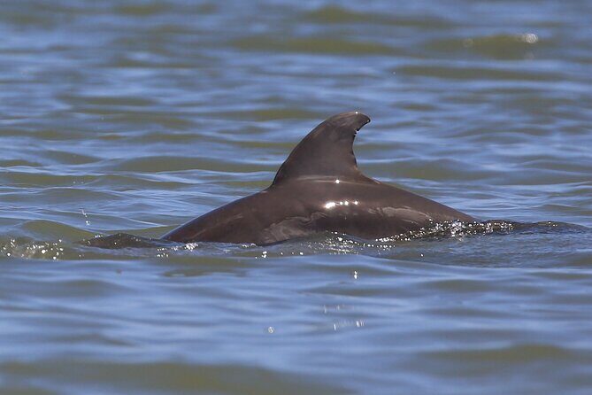 Dolphin and Wildlife Tour at Indian River Shores - The Guide and Equipment