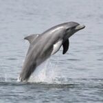 Dolphin Eco Cruise Nature Adventure in Cocoa Beach - A Closer Look at the Experience
