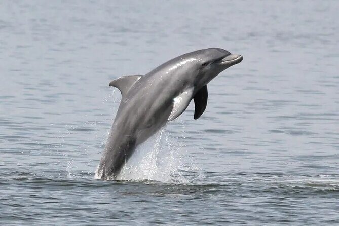 Dolphin Eco Cruise Nature Adventure in Cocoa Beach - A Closer Look at the Experience