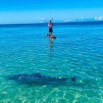 Dolphin, Manatee and Sea Turtle Adventure Tour of Bonita Springs - The Pros and Cons