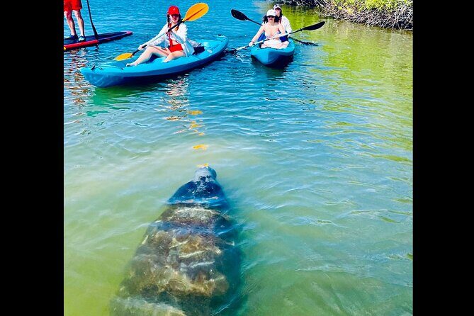 Dolphin, Manatee and Sea Turtle Kayak Adventure - What’s Included and What to Consider