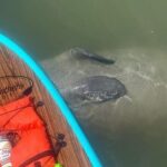 Dolphin, Manatee and SeaTurtle SUP Adventure Tour of St Augustine - Real Guest Experiences and What They Highlight
