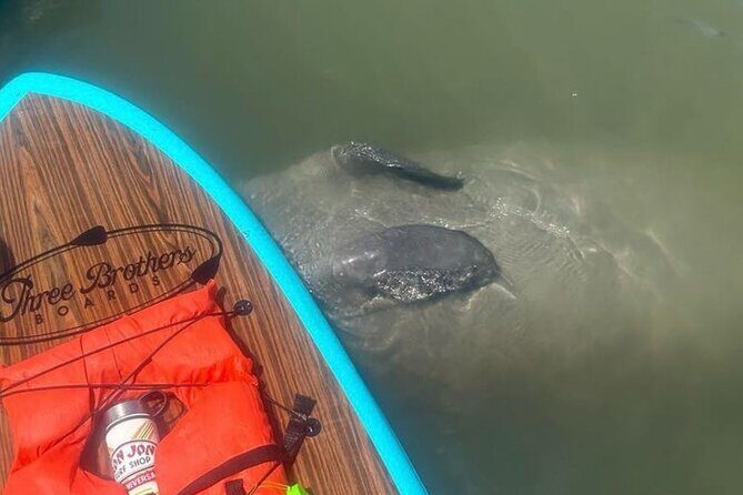 Dolphin, Manatee and SeaTurtle SUP Adventure Tour of St Augustine - Real Guest Experiences and What They Highlight