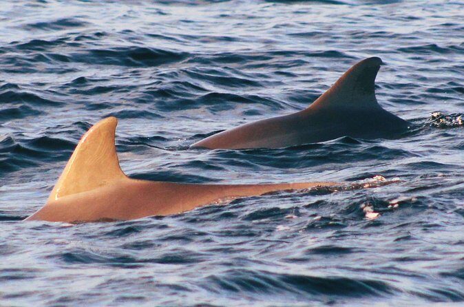 Dolphin Snorkel Tour - The Itinerary in Detail