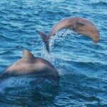 Dolphin & Sunset Cruises - Pricing and Value