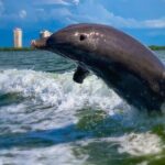 Dolphin Tours - Fort Myers Beach / Naples - The Itinerary in Detail