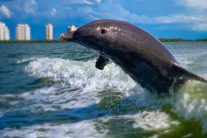 Dolphin Tours - Fort Myers Beach / Naples - The Itinerary in Detail