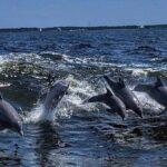Dolphin Watching aboard the Cold Mil Fleet - Key Points