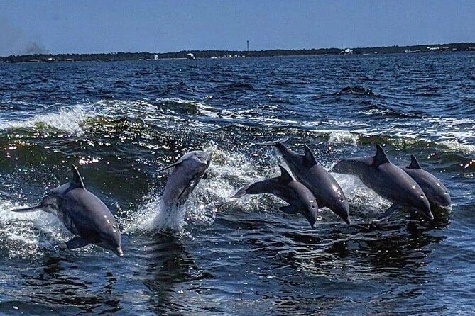 Dolphin Watching aboard the Cold Mil Fleet - Key Points