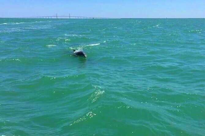 Dolphin Watching boat tour around Anna Maria Island - Why This Tour Might Be a Great Fit