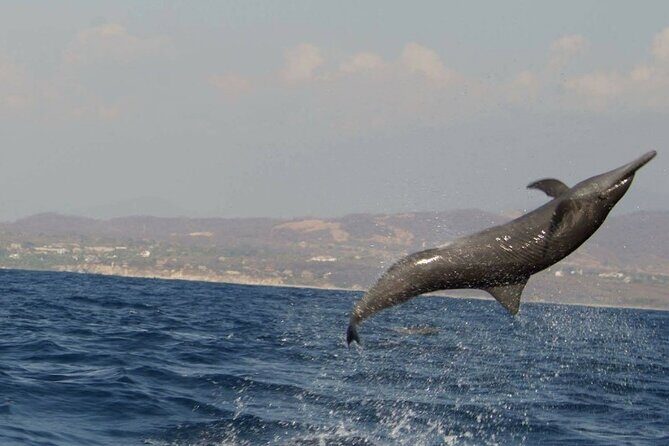 Dolphin Watching in Puerto Escondido - The Bottom Line