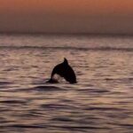 Dolphin Watching Nature Cruise and Eco Tour from Hubbard's Marina in John's Pass - The Real Value of This Tour