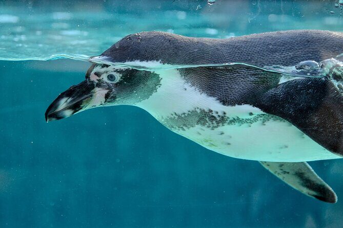 Dolphin Watching & Snorkeling in Key West with Sunset Dinner Cruise and Open Bar - Who Will Love This Tour?