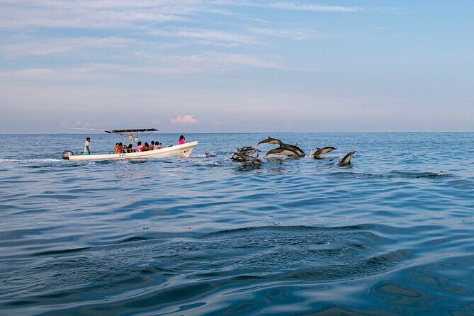 Dolphin Watching Tour - Who’s This Tour Best Suited For?