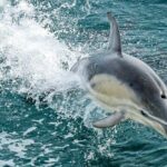 Dolphin & Whale Cruise - The Value of This Experience