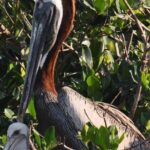 Dolphin Wildlife Cruise Fort Myers Beach - The Experience: What Makes It Special?