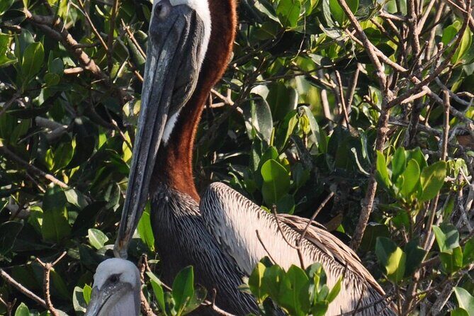 Dolphin Wildlife Cruise Fort Myers Beach - The Experience: What Makes It Special?