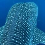 Dolphins,Turtles Watching - Why This Tour Suits Different Travelers