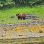 Downtown Sitka E-Bike Rentals - The Real Value for Travelers