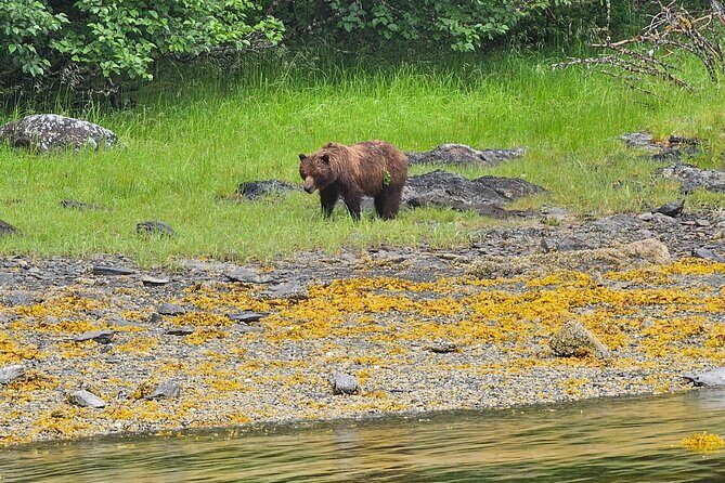 Downtown Sitka E-Bike Rentals - The Real Value for Travelers